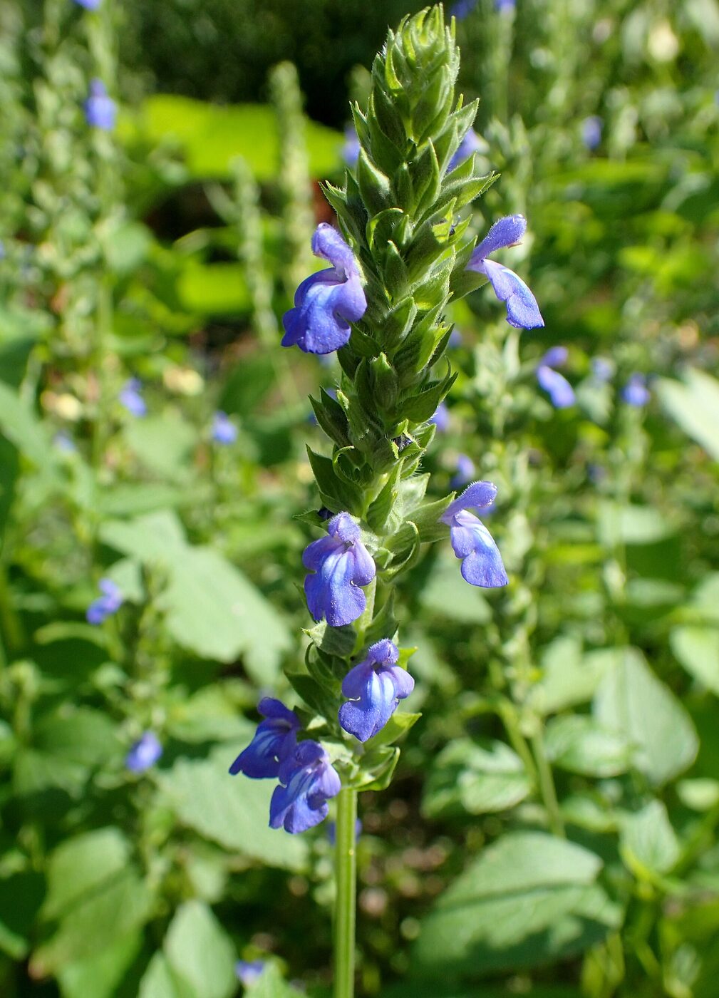 A chia plant in flower: an upright hairy spike carrying small two-lipped blue-violet flowers among green bracts, with leafy plants blurred behind it.