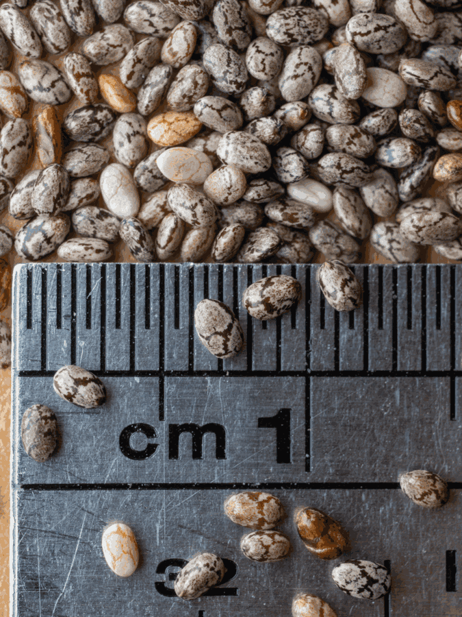 Macro photograph of small mottled brown, grey and white oval seeds heaped above a scratched stainless steel ruler, with a few loose seeds lying across the millimetre marks near the one-centimetre label.