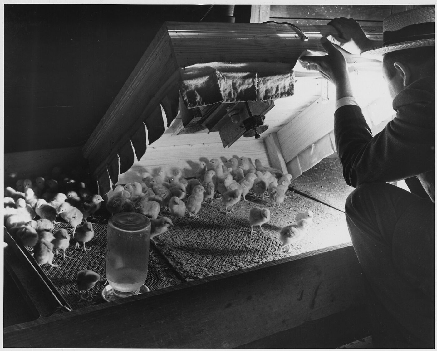 A black-and-white photograph of a man in a straw hat lifting the hinged lid of a low wooden hover fitted with an electric brooder unit, with dozens of young chicks on the mesh floor around and beneath it and a jar waterer standing alongside.