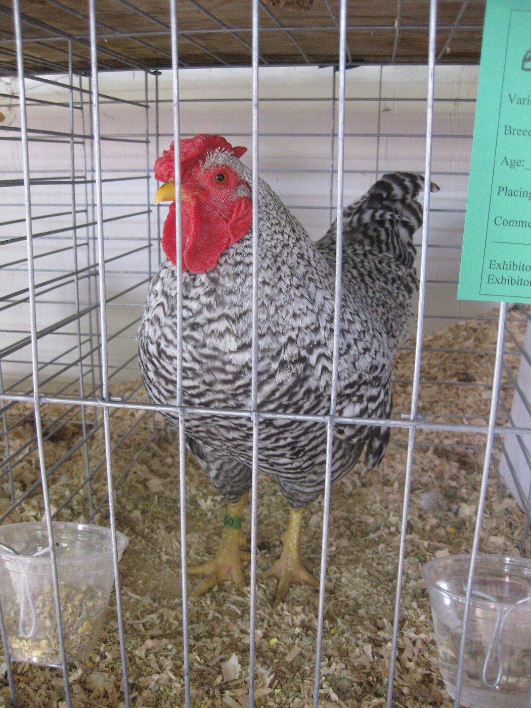 A black-and-white barred rooster with a red comb and wattles standing on wood shavings inside a wire show cage, a blank green entry card clipped to the bars beside it and two small plastic cups of feed and water on the floor.