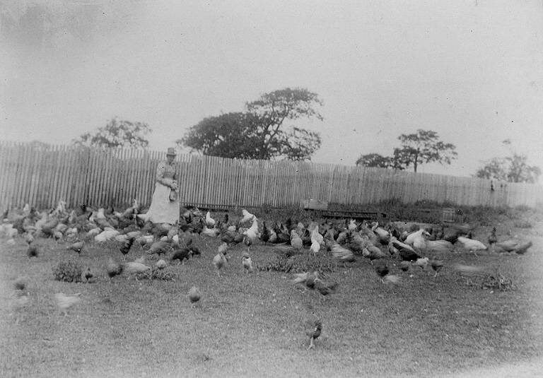 A black-and-white photograph of a woman in a long dress and hat standing among several dozen chickens on rough grass, with a tall wooden picket fence and trees behind her.