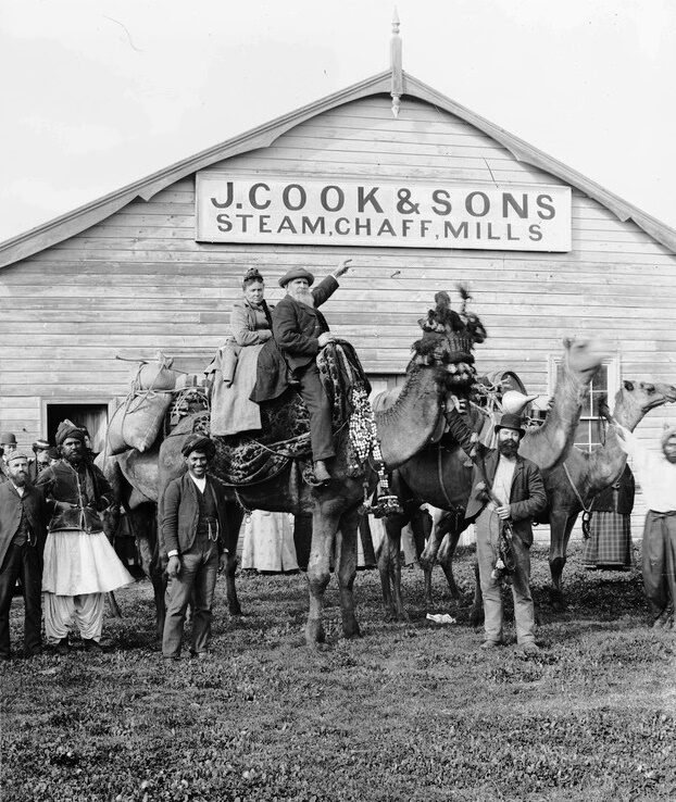 Black-and-white photograph of loaded camels standing in front of a weatherboard building signed J. Cook & Sons, Steam, Chaff, Mills; several men in turbans and long tunics stand beside the animals, and a bearded man and a woman in European dress are seated on one camel.