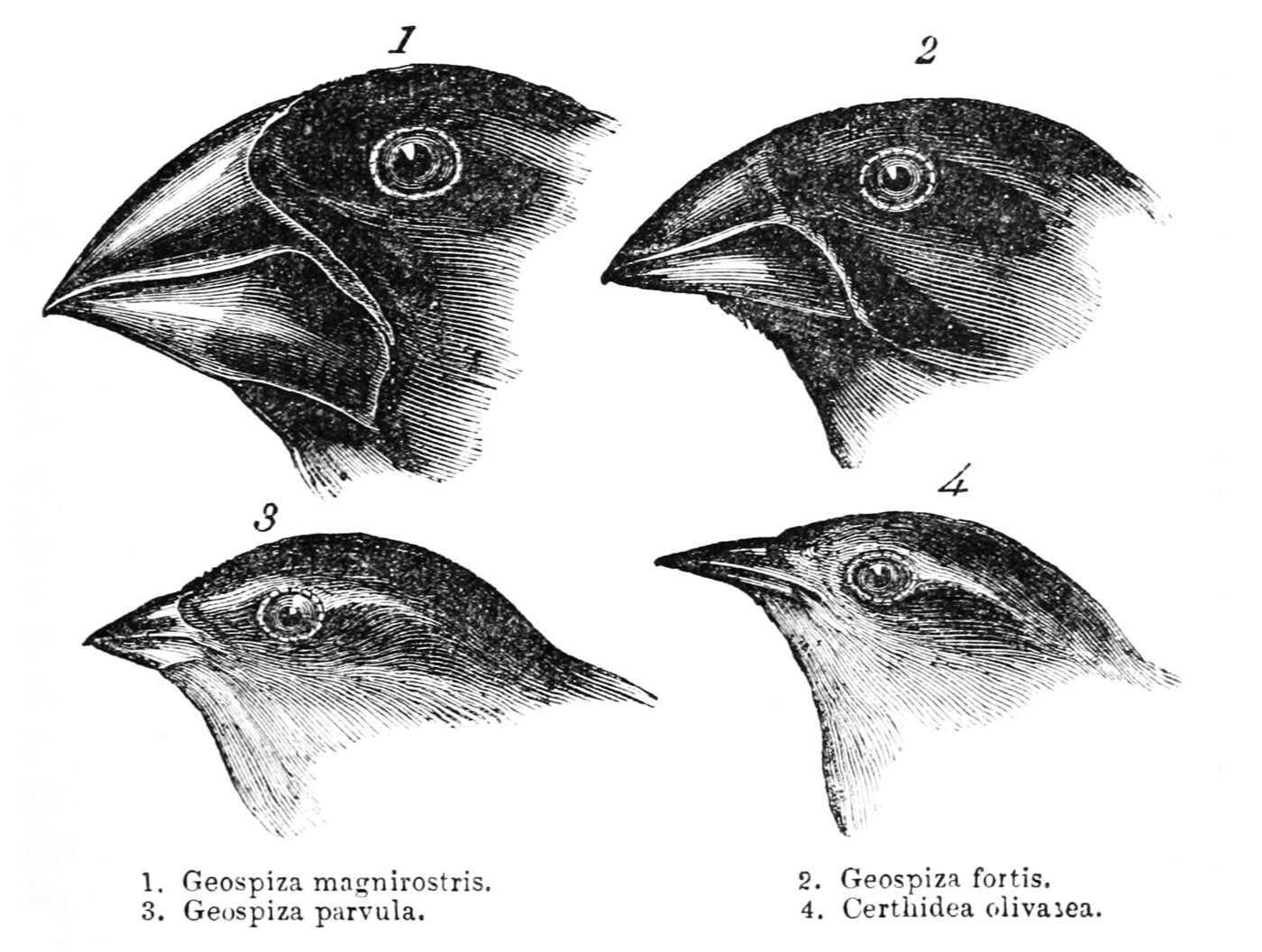 A black-and-white wood engraving of four finch heads in profile, arranged in two rows, showing beaks that range from very deep and blunt to fine and pointed. Each is numbered and captioned below with a Latin name: Geospiza magnirostris, Geospiza fortis, Geospiza parvula and Certhidea olivacea.
