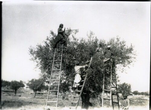 Black-and-white photograph of people picking olives in a grove, two of them standing high on tall wooden ladders propped among the branches and others working at ground level.