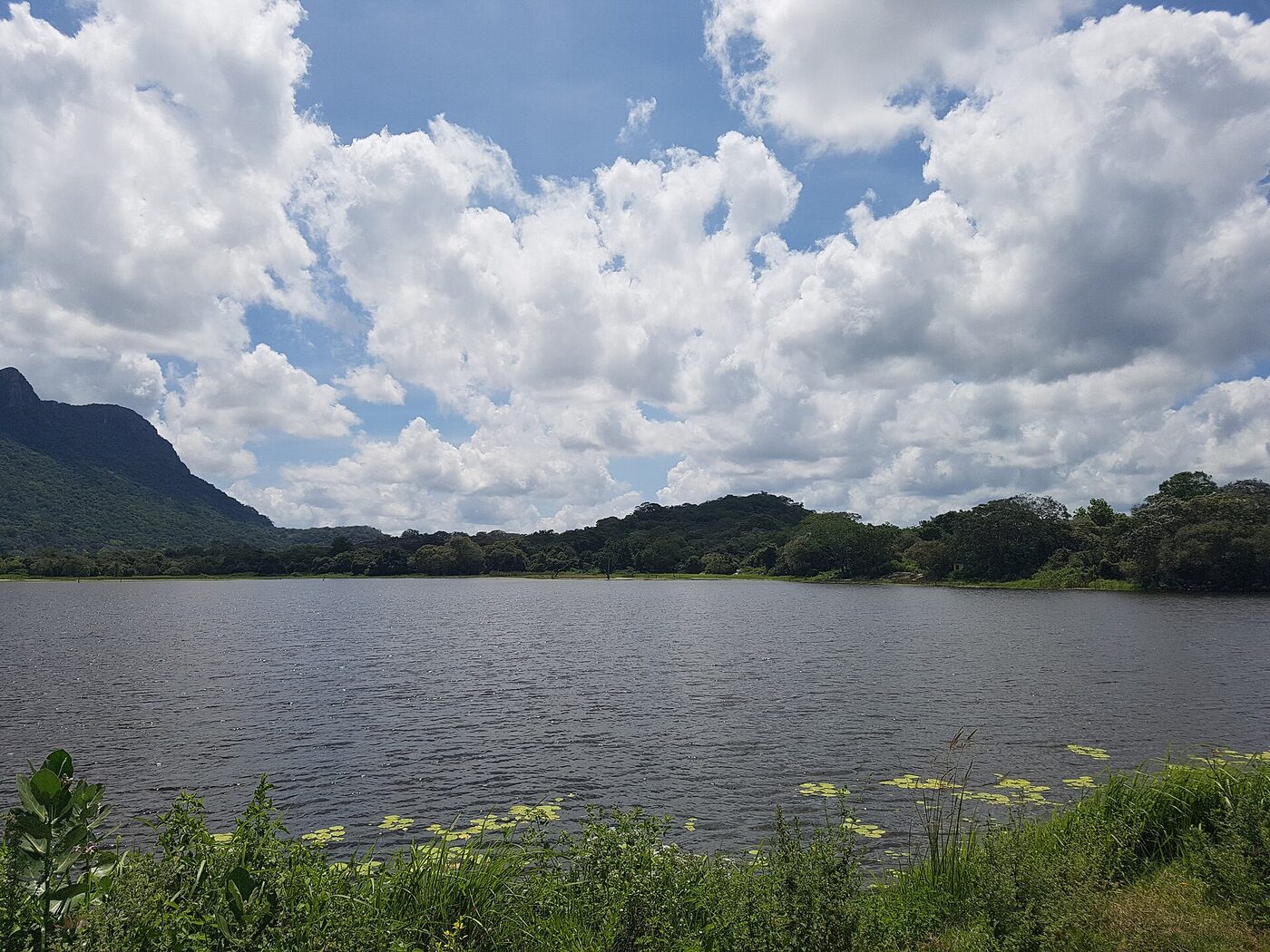 A wide sheet of open water under a sky of piled cumulus, its far bank a low line of dense trees with a wooded hill rising at the left, and reeds and lily pads along the near shore.